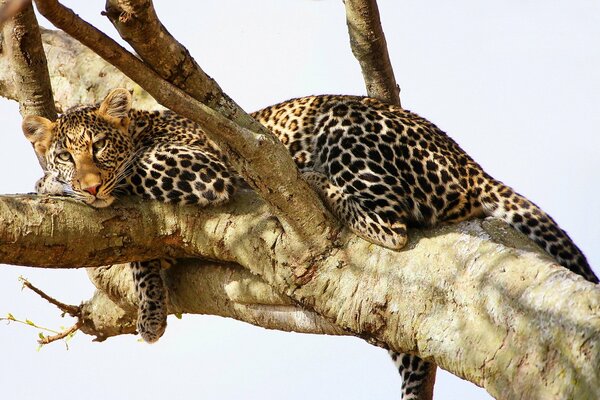 Взгляд отдыхающего леопарда на дереве