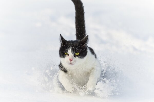 Il gatto in inverno corre lungo un cumulo di neve. ©tambako the jaguar