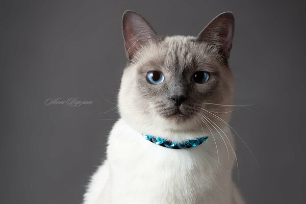 Thai kitten, smoky cat, blue-eyed cat