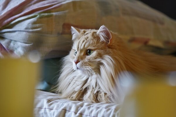 Beautiful ginger cat on the bed