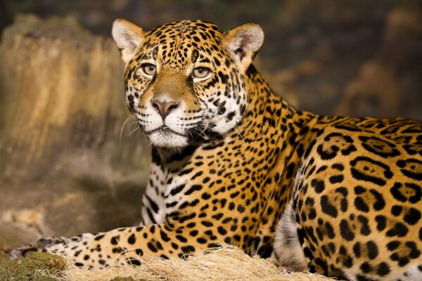 Resting muzzle of a predatory jaguar