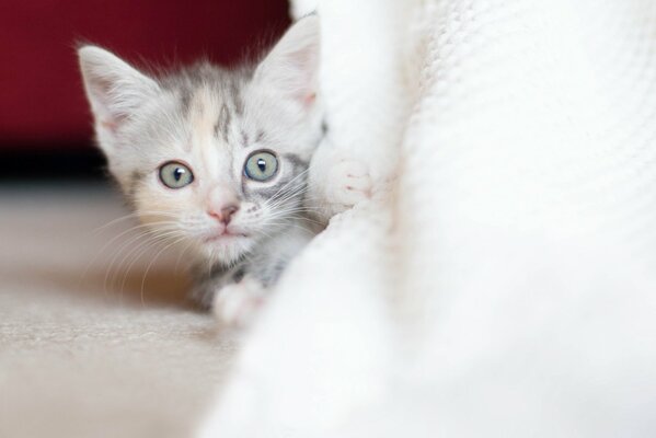 La curiosa mirada de un gatito tricolor