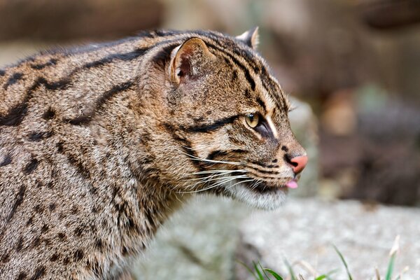 Photo of a wild cat in nature