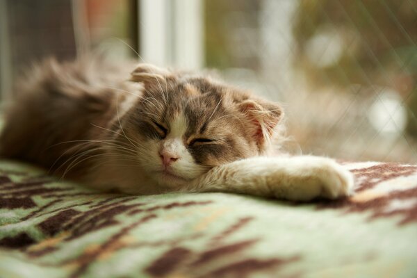 Photo of a sleeping cat by the window