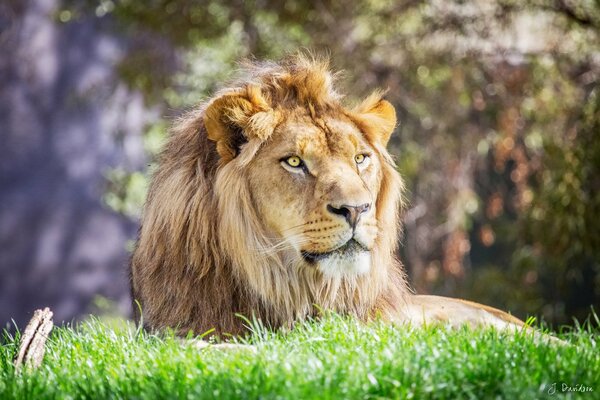 León con melena de cerca