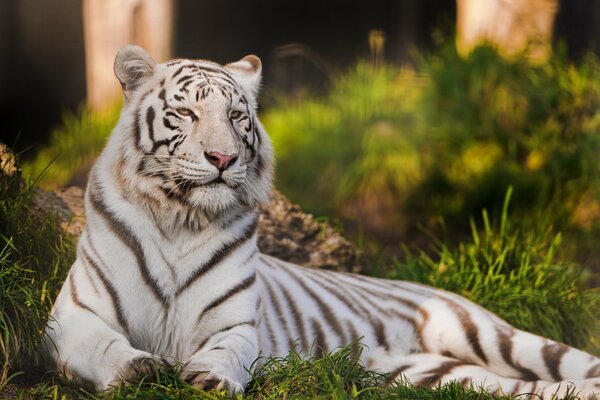 Amur tiger lying on the grass