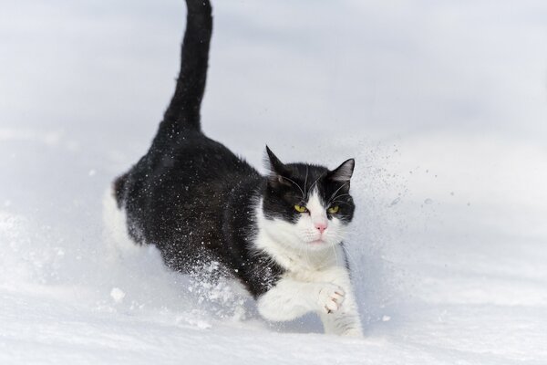 A black and white cat runs through the snow