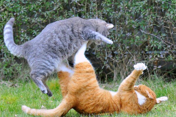 Juegos de gatos grises y rojos en el césped verde