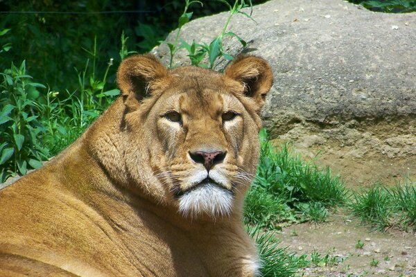 El León Mira de cerca a la cámara