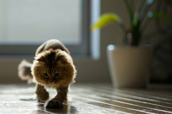 A cat walking on a wooden parquet