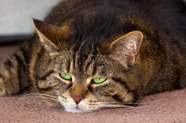 Mustachioed striped sleepy cat with emerald eyes