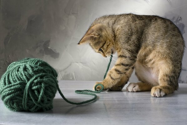 Gattino che gioca con un gomitolo di filo