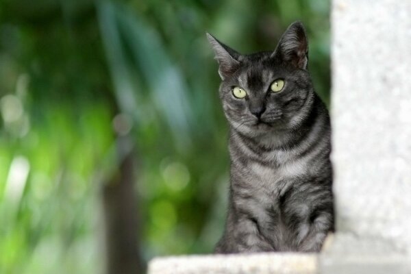 Böse graue gestreifte Katze auf grünem Hintergrund