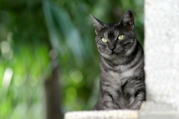 Chat rayé gris en colère sur fond vert