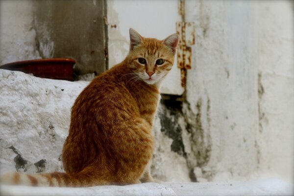 Red cat on the background of the wall