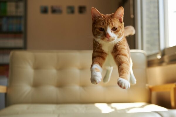 A red-haired kitten jumps off the sofa