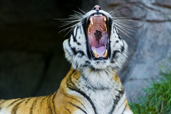 Furchtbare Eckzähne des Amur-Tigers