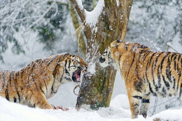 Kampf der Amur-Tiger im Schnee