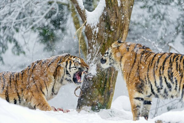 Схватка амурских тигров на снегу