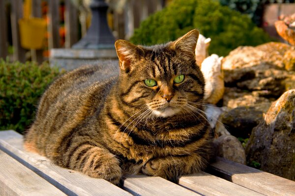 Gestreifte Katze mit grünen Augen auf einer Bank