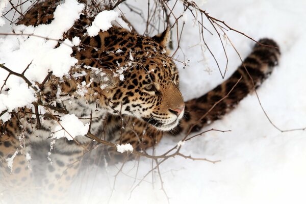 Giaguaro macchiato sulla neve gatto addormentato su un plaid rosso