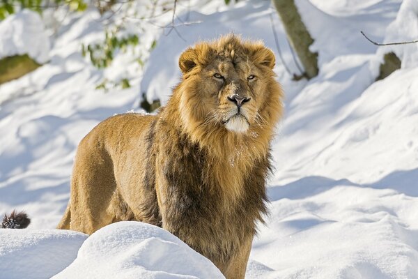 León asiático, depredador en invierno