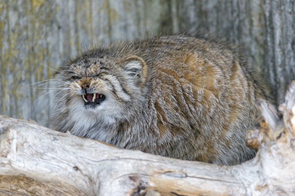Manul, grinning, is sitting on a tree