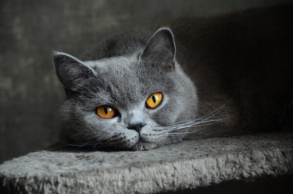 Chat britannique. Œil de chat