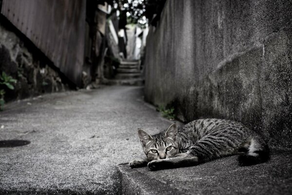 Gray lies on the asphalt of a gray gloomy street