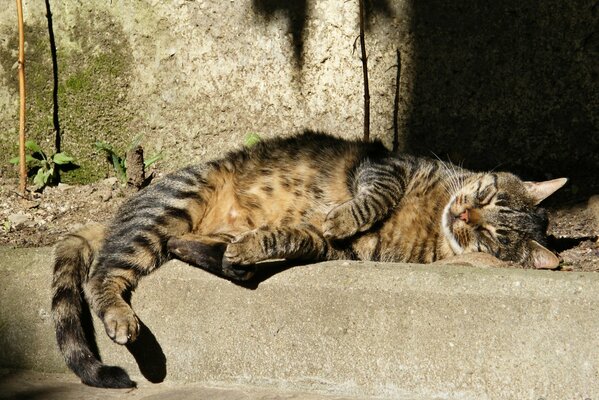 Rêve chat rue oreilles