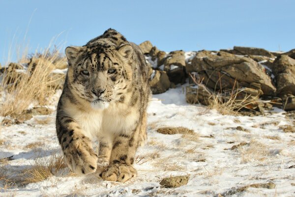 Leopardo de las Nieves (Irbis) entre piedras y nieve