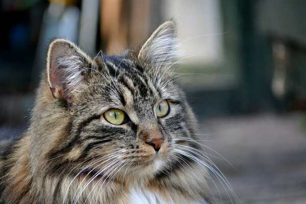 Chat moelleux aux yeux verts