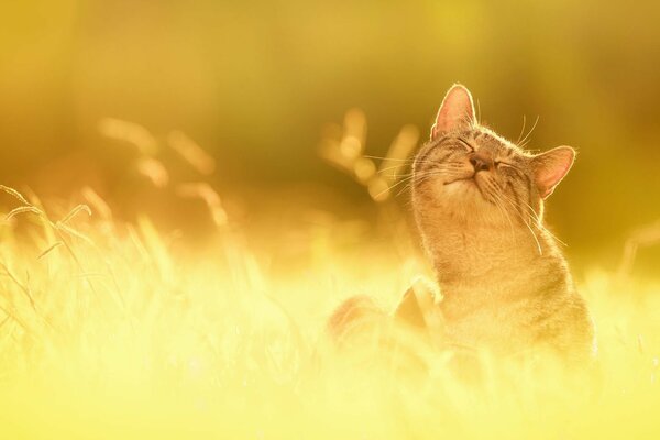 Das Gesicht der Katze auf dem Sonnengras streicheln