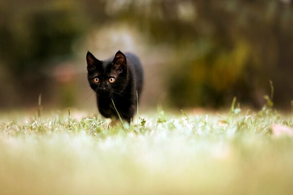 Gatito negro se escabulle en la hierba