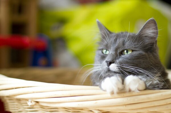 The head of a gray cat with white paws looks out of the basket