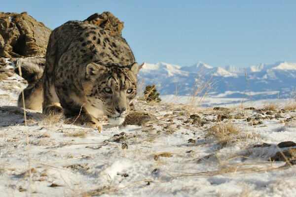 The snow leopard went hunting in the mountains