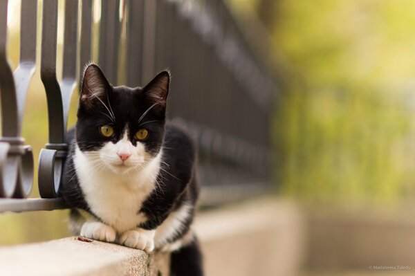 A black and white cat is sitting on the fence