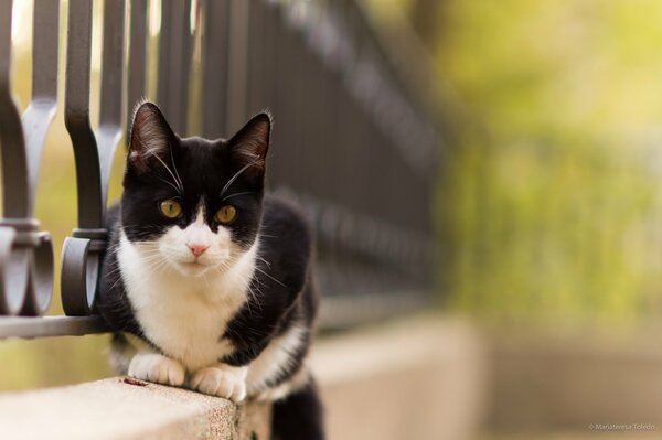 Gato blanco y negro sentado en una valla