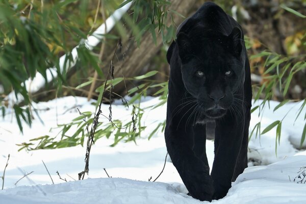 Schwarzer Panther schleicht sich durch den Schnee