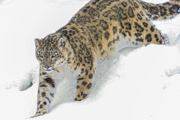 Léopard des neiges se faufile dans la neige