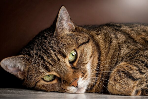 Gestreifte Katze mit offenen grünen Augen