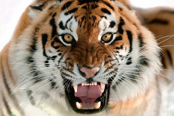 Uśmiech złego tygrysa amurskiego