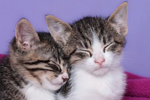 Little kittens sleep sweetly