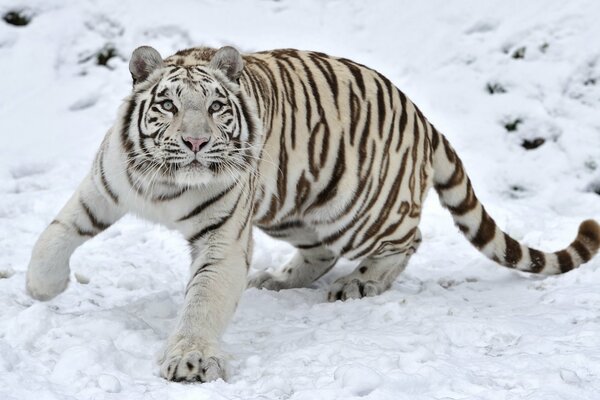 Tigre blanco sobre nieve blanca