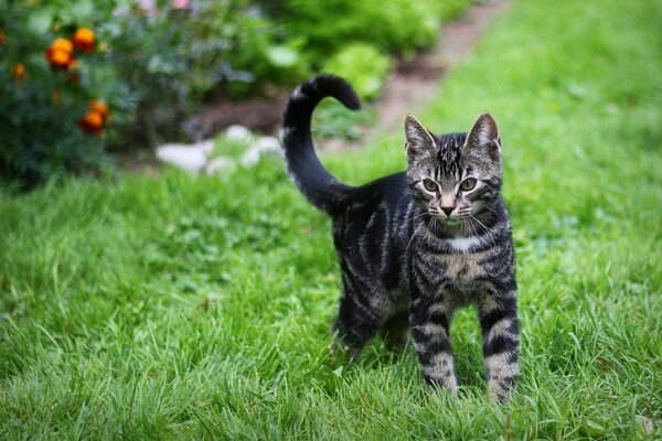 Pręgowany kotek bawi się na zielonej trawie