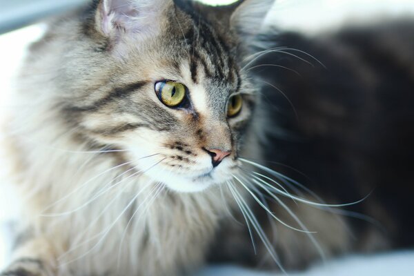 Brooding Maine Coon with green eyes