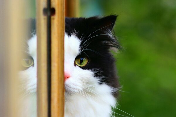 Riflessione del gatto nel vetro