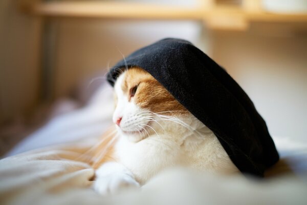 A white-red cat with a black sock on its head