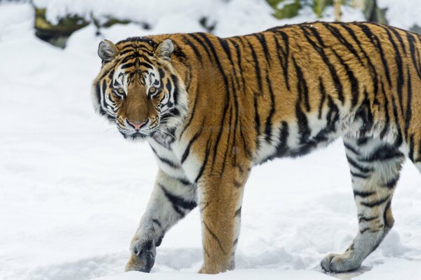 Tigre de l amour dans la neige