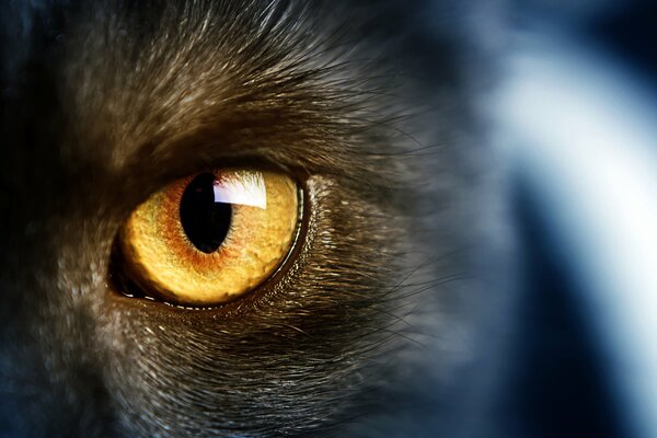 Gelbe Augen einer Wildkatze
